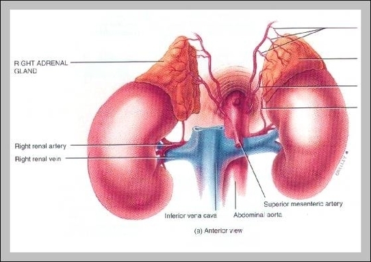 picture of adrenal glands