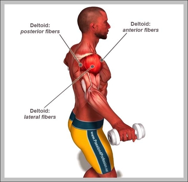 picture of deltoid muscle