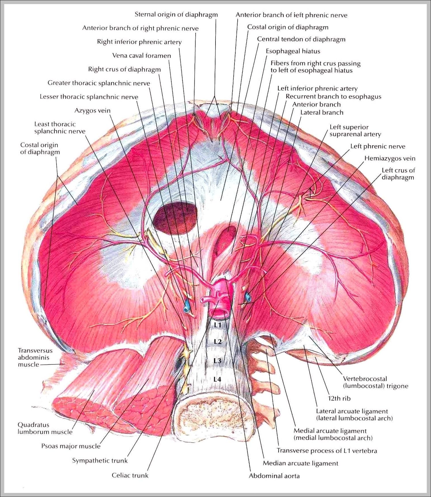 picture of diaphragm