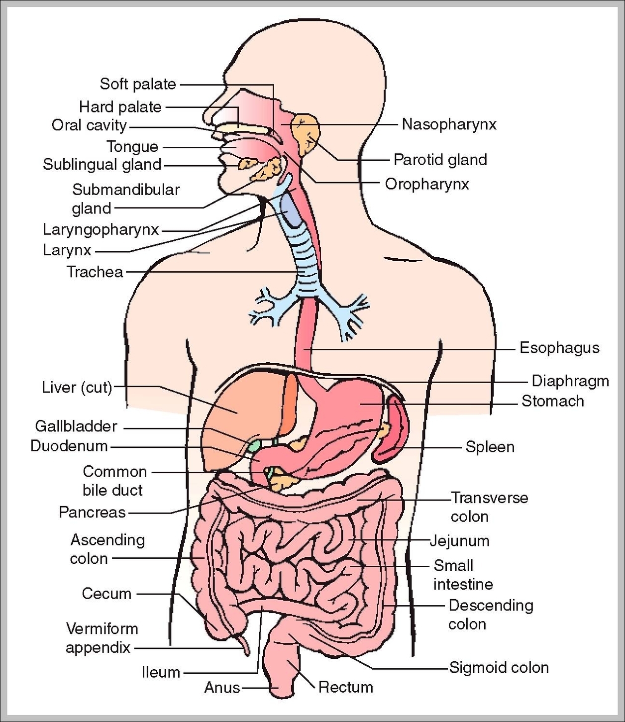 picture of digestive tract
