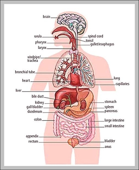 picture of human body and internal organs