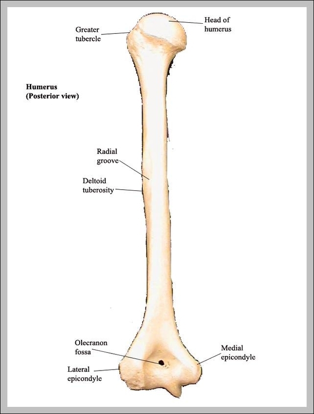 picture of humerus bone