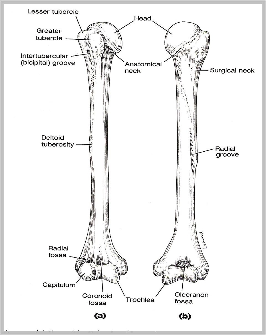 picture of humerus