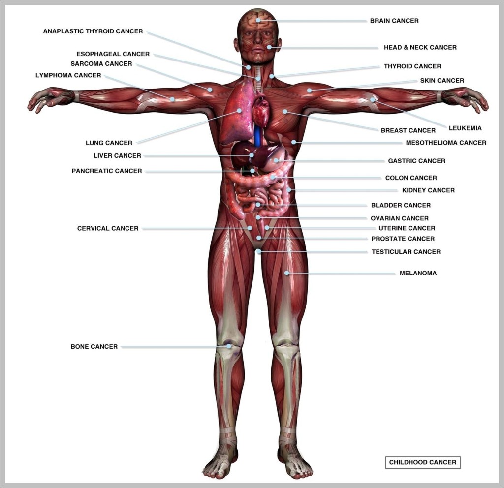 Parts Of A Human Body Archives Graph Diagram   Picture Of Inside The Human Body 1024x992 