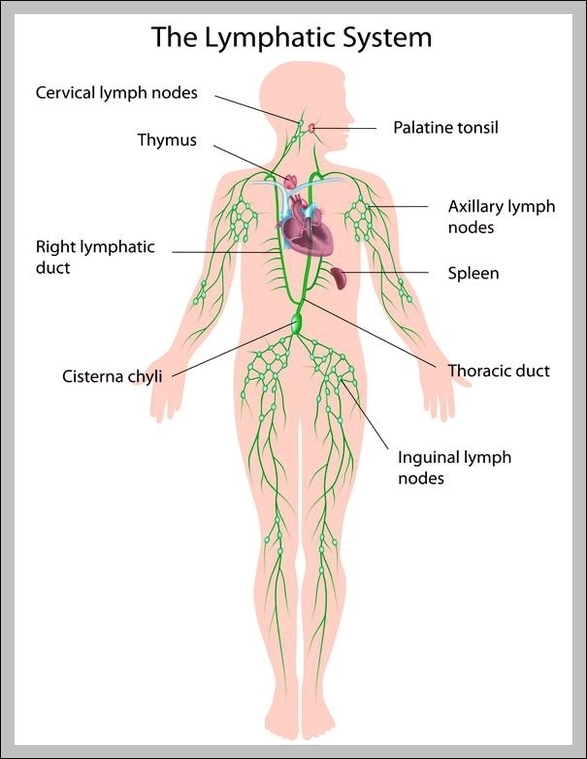 picture of lymphatic system