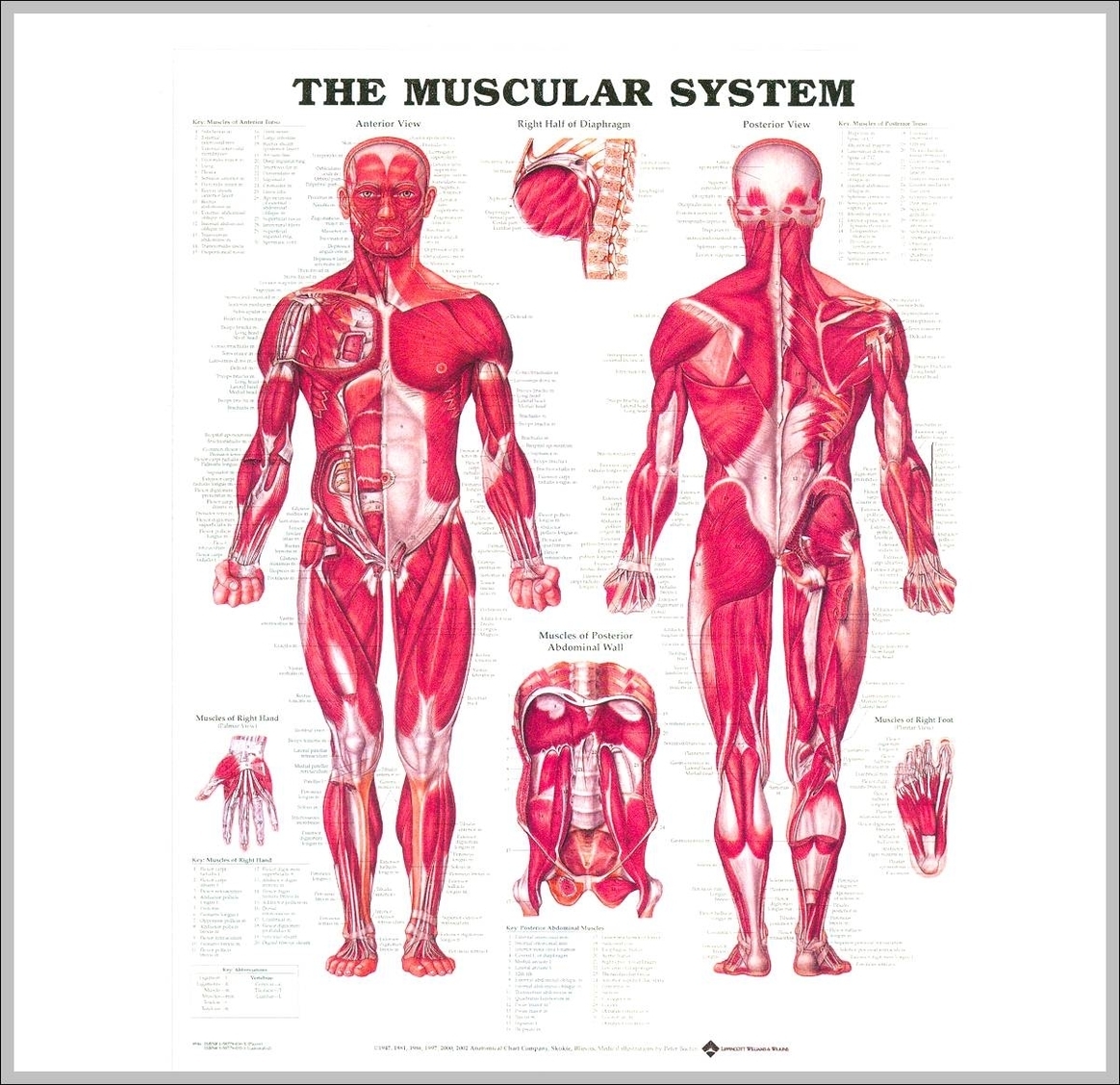 picture of muscular system