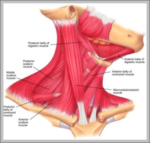 Muscles – Page 2 – Graph Diagram