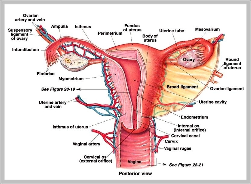 picture of reproductive system