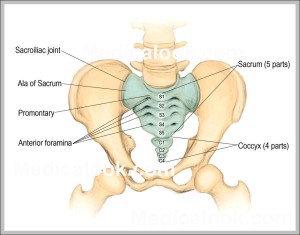 Picture Of Sacrum - Graph Diagram