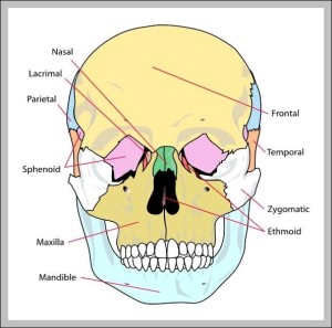 Picture Of Skull Bones - Graph Diagram