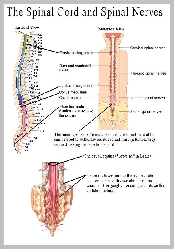picture of spine and nerves