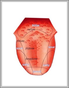 Picture Of Taste Buds On The Tongue - Graph Diagram