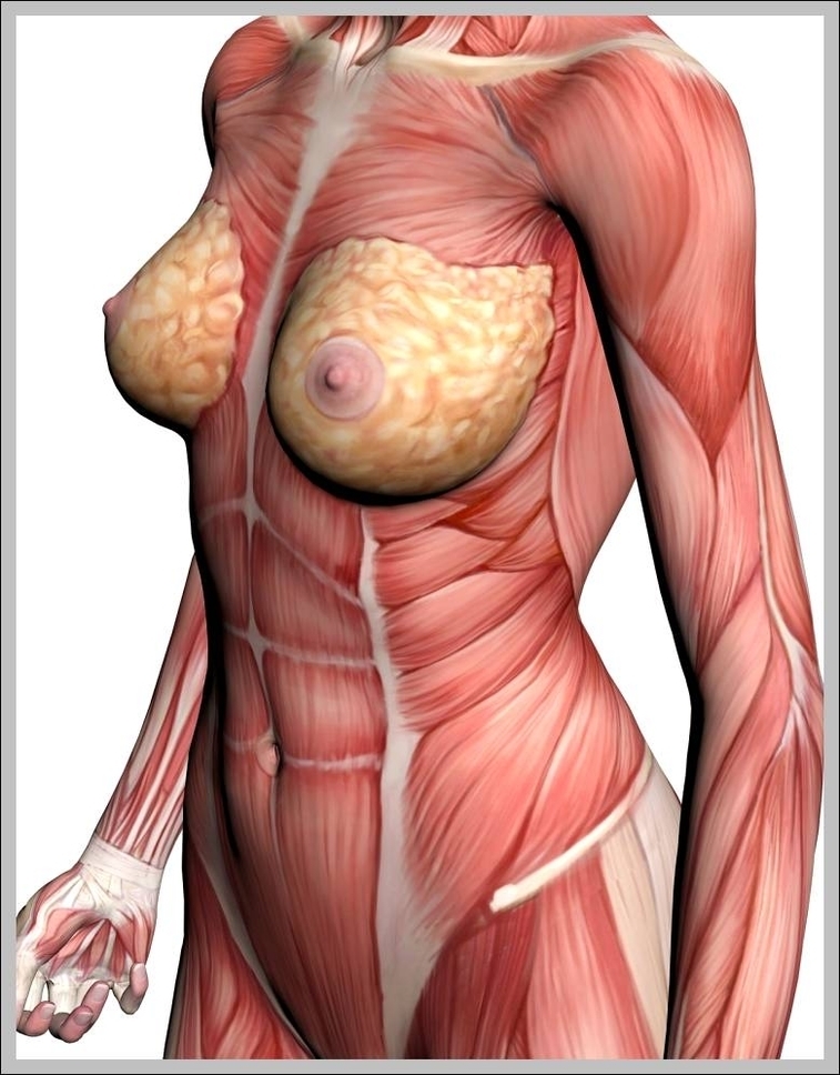 picture of the female body