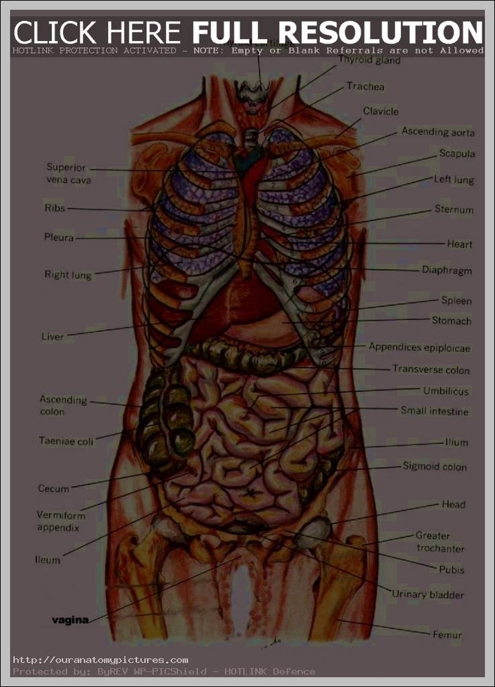 picture of the human anatomy showing organs