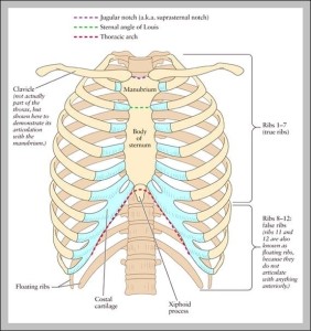 Picture Of The Human Rib Cage - Graph Diagram