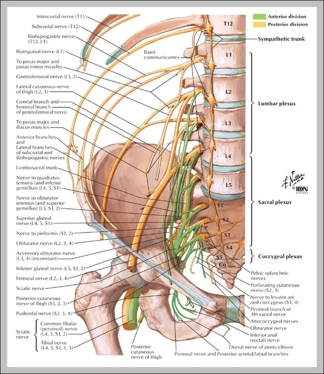 picture of the lumbar spine