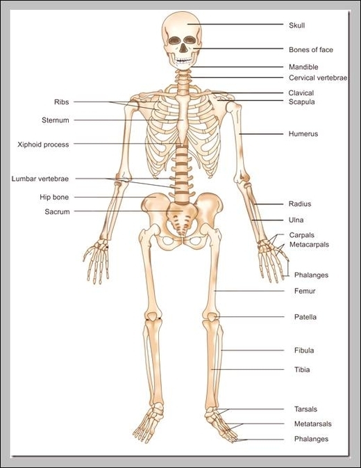 picture of the skeletal system