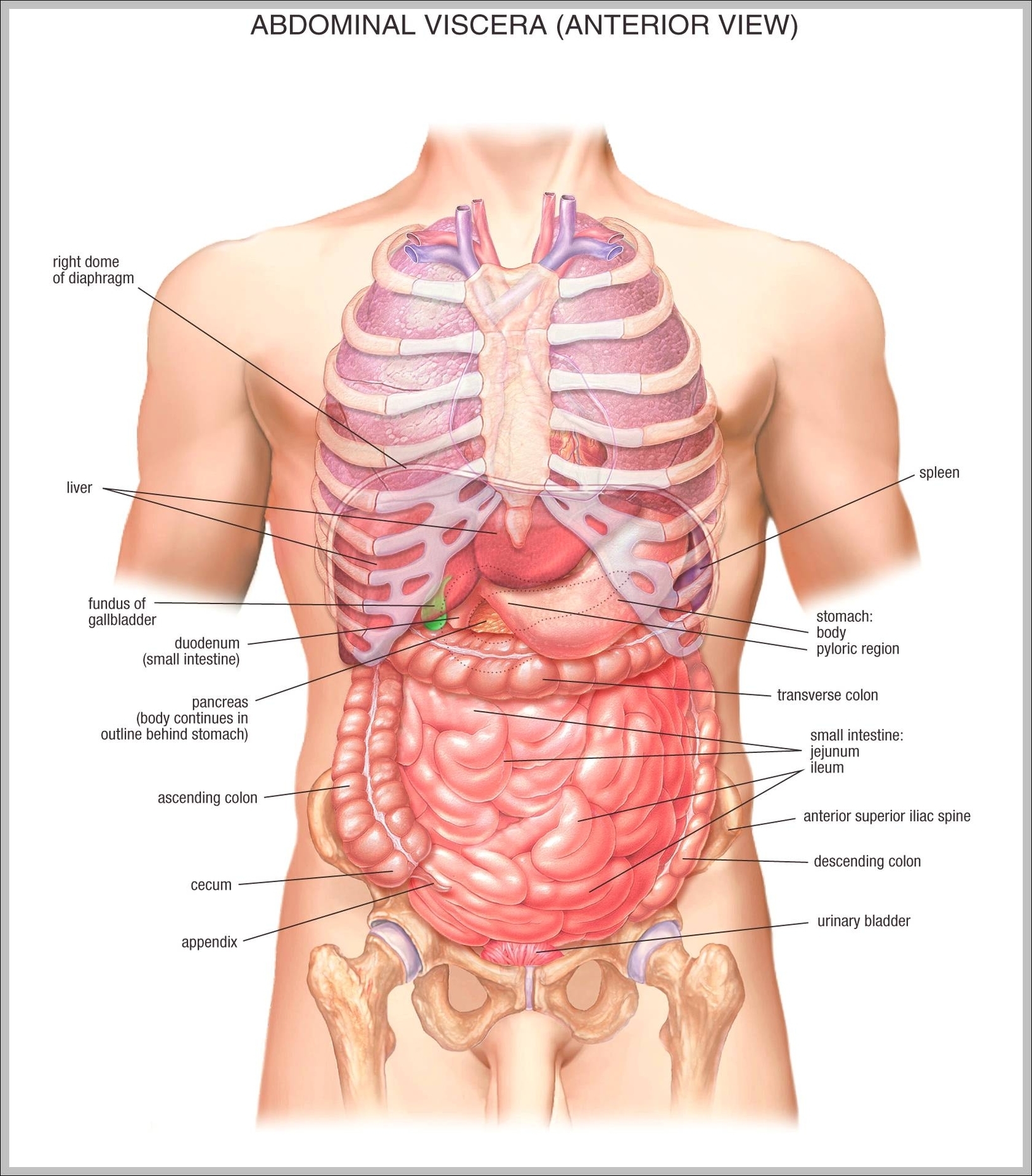 pictures of anatomy