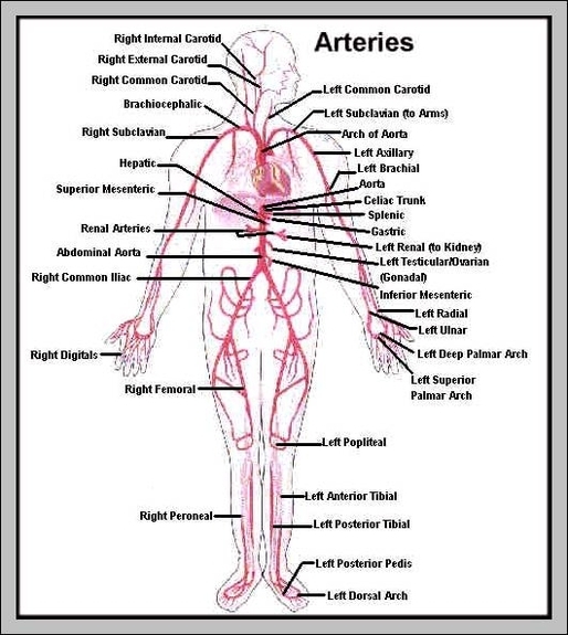 pictures of arteries and veins