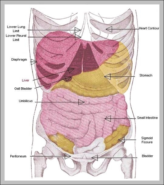 pictures of body parts