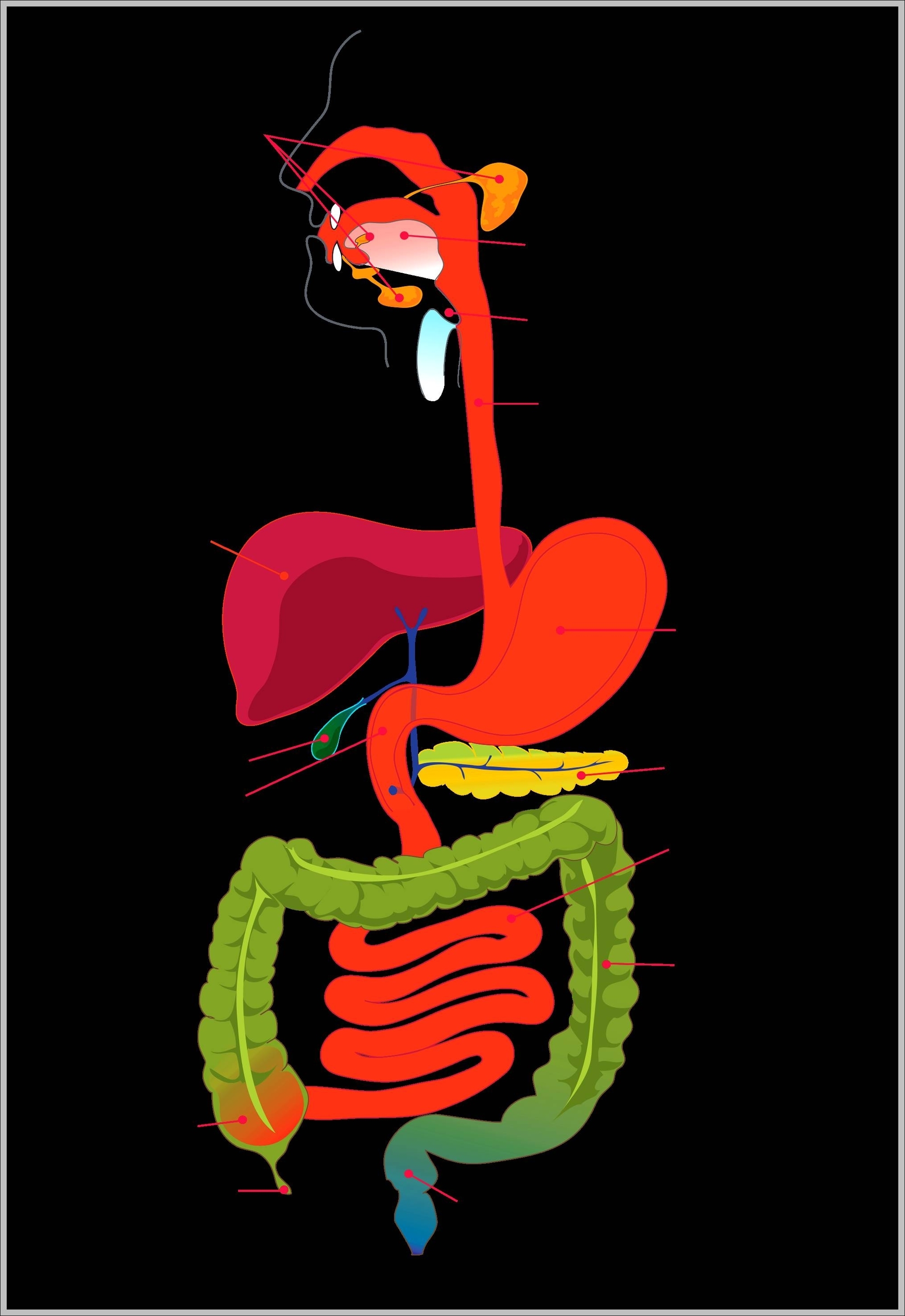pictures of digestive system for kids