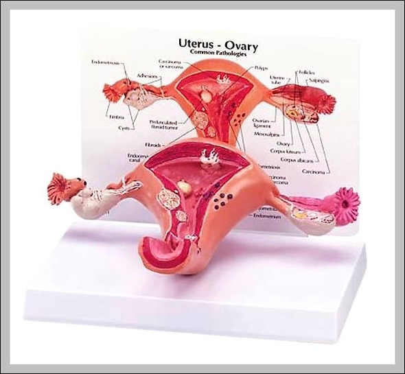 pictures of female reproductive organs