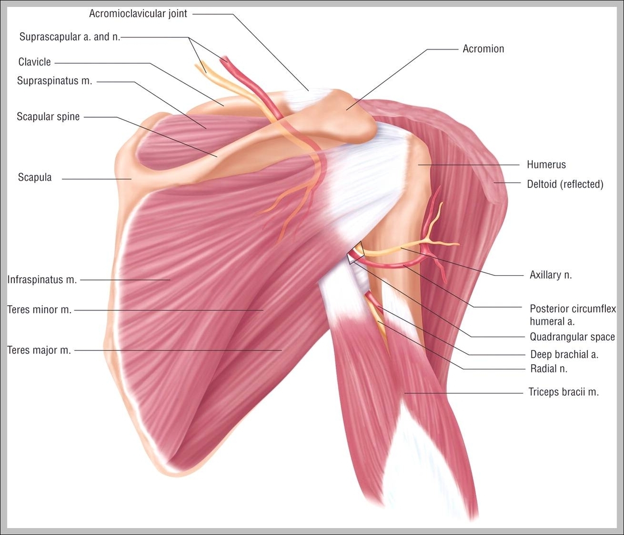 pictures of shoulder muscles