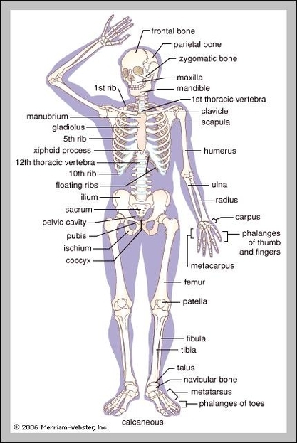 pictures of the bones in the human body