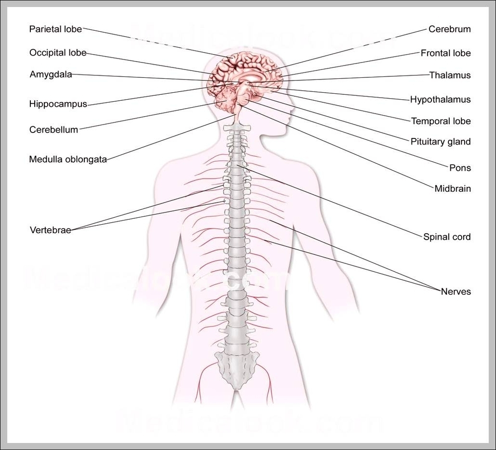 pictures of the central nervous system