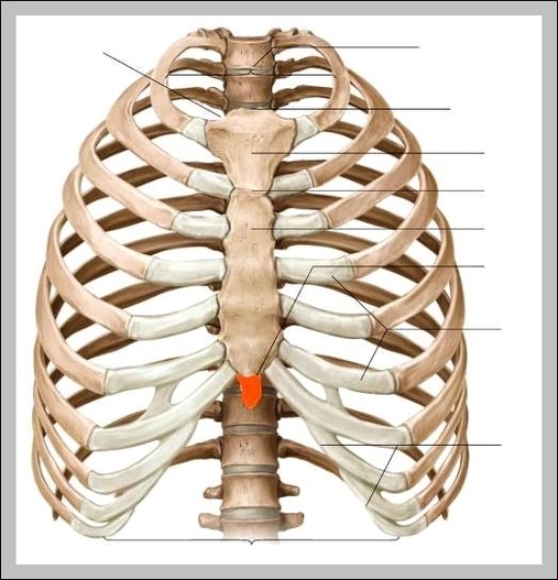 pictures of the circulatory system for kids