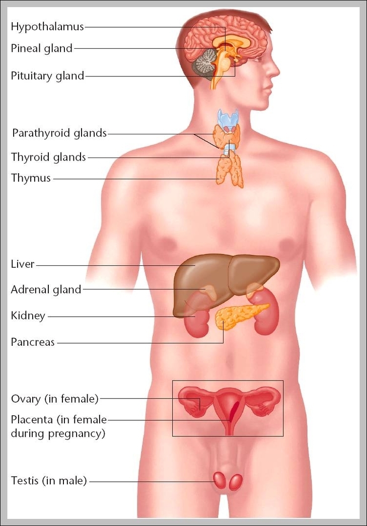 pictures of the endocrine system