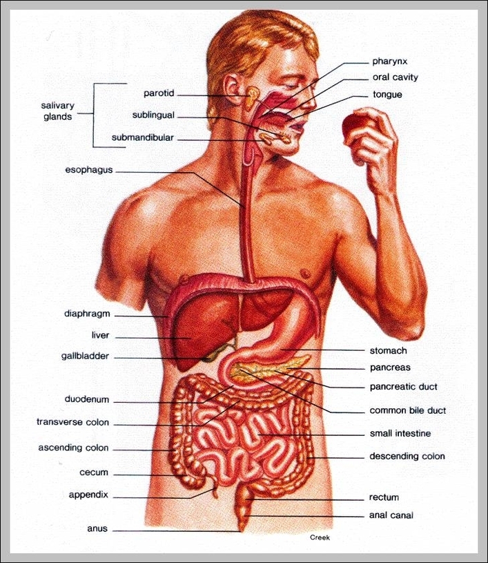 pictures of the human digestive system