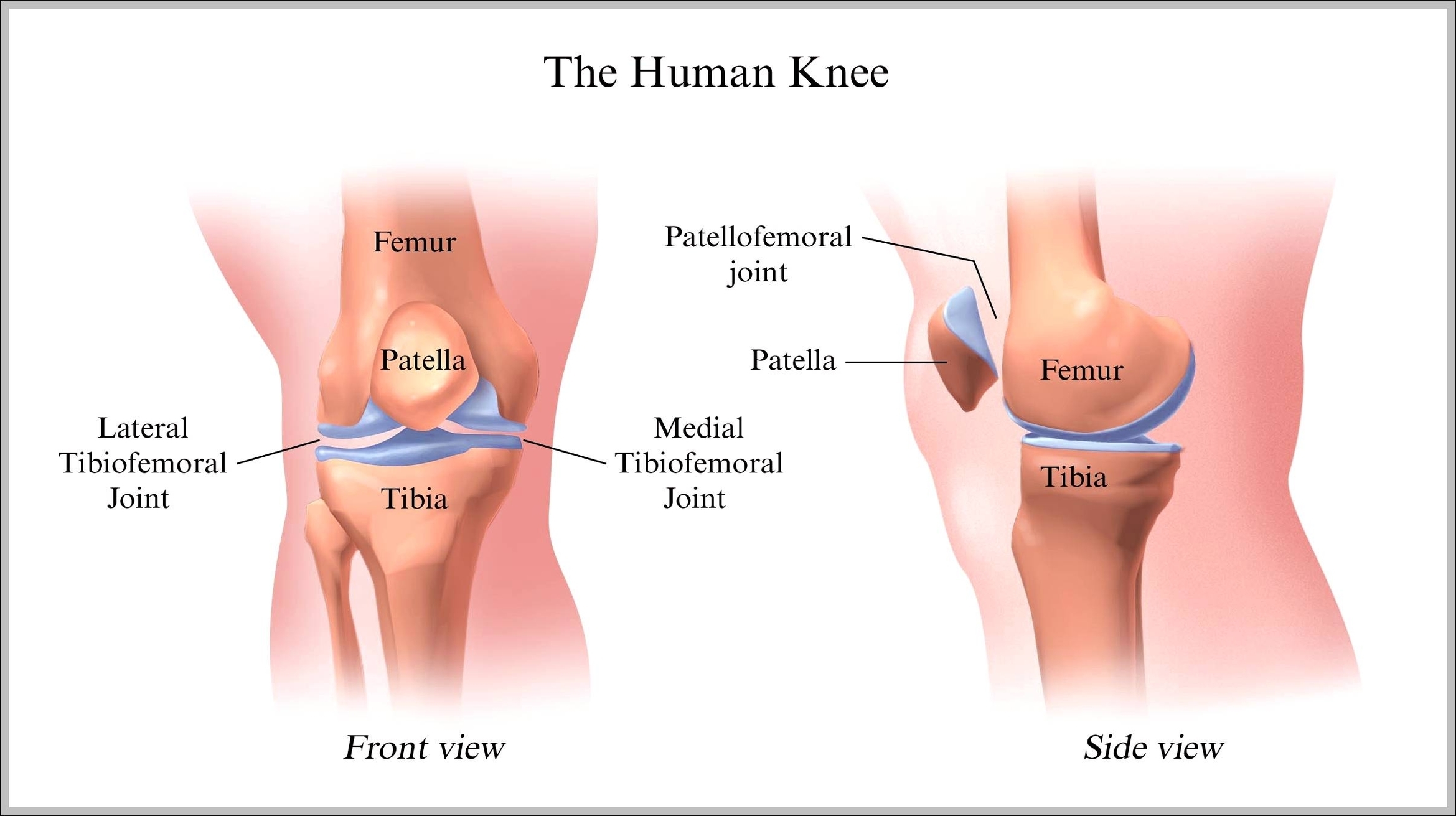 pictures of the human knee