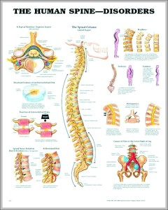 Pictures Of The Human Spine - Graph Diagram