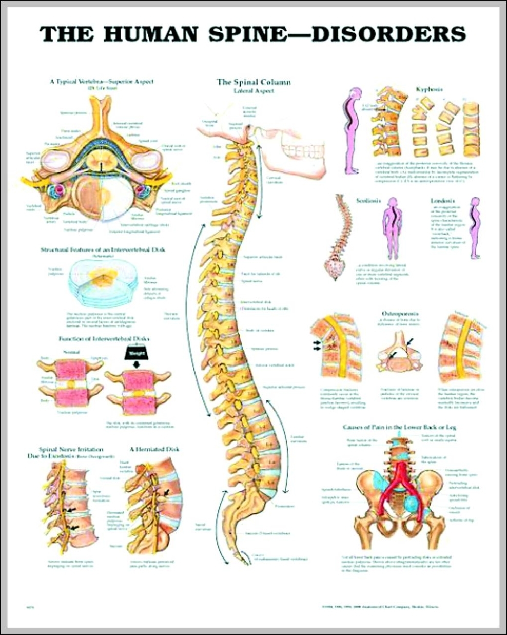 pictures of the human spine