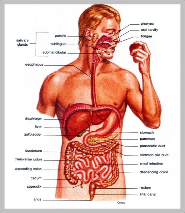 pictures of the inside of the human body 2