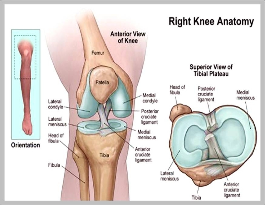 Anatomy Of A Knee Graph Diagram The Best Porn Website