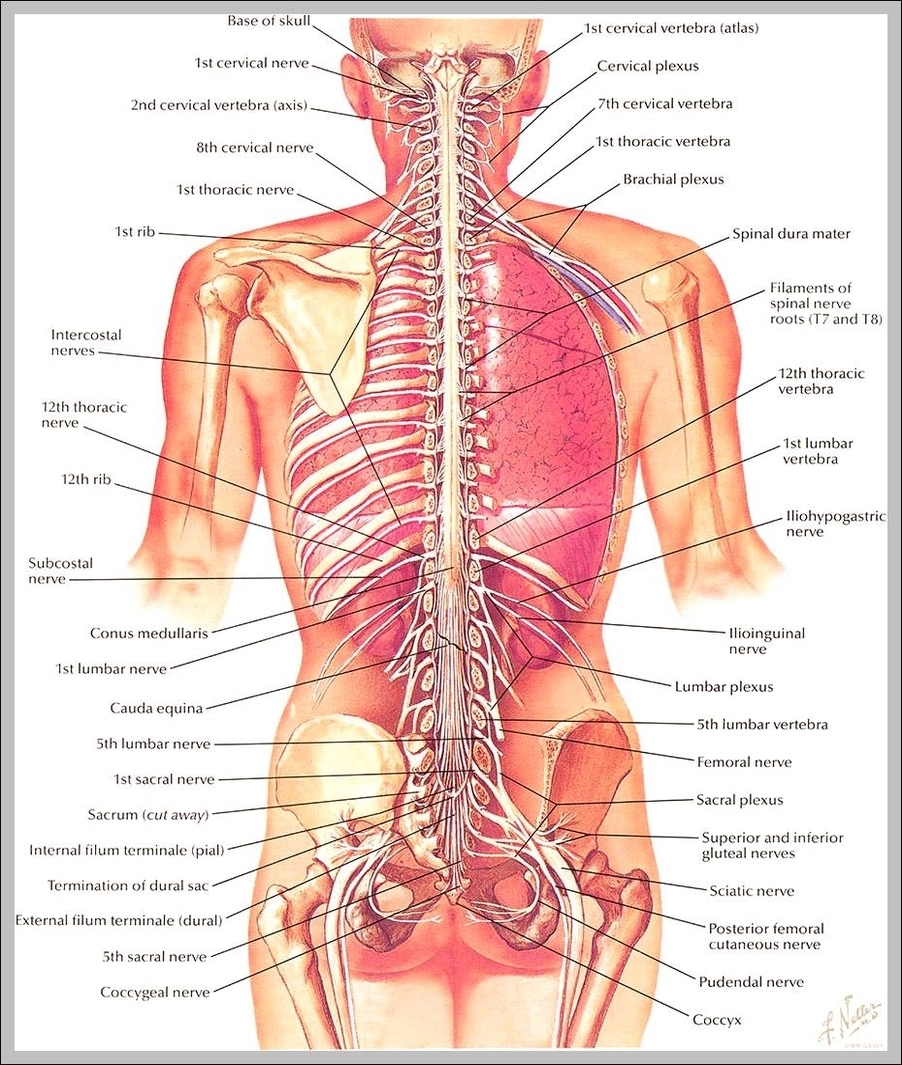pictures of the muscular system
