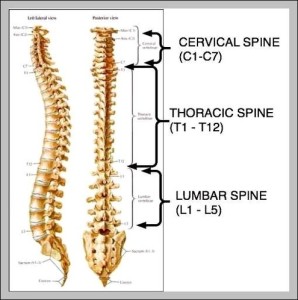 Pictures Of Thoracic Spine - Graph Diagram