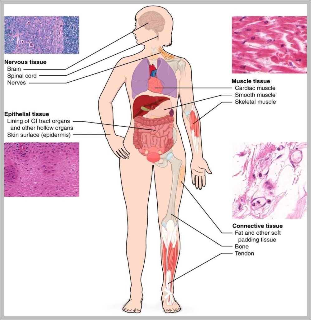 Pictures Of Tissues In The Body