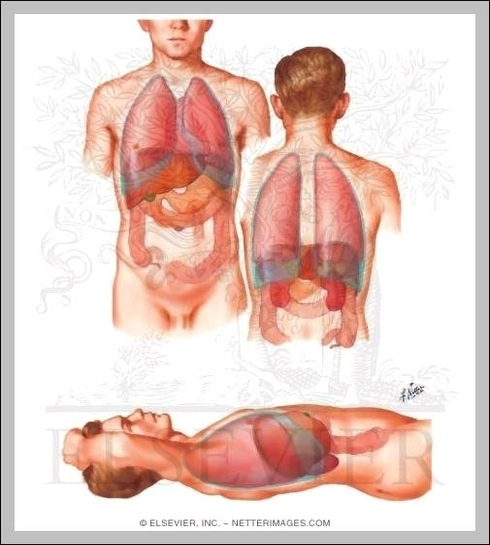 position of liver in body