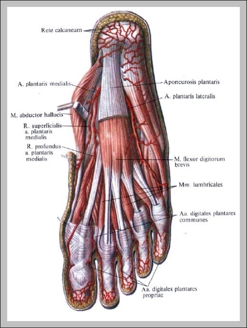 posterior tibial vein