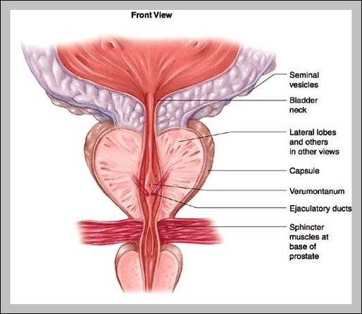 prostate gland anatomy pictures 2