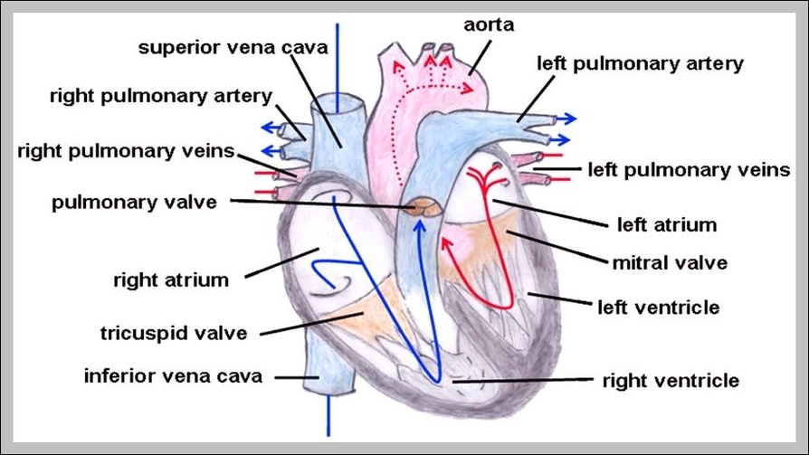 pulmonary trunk function