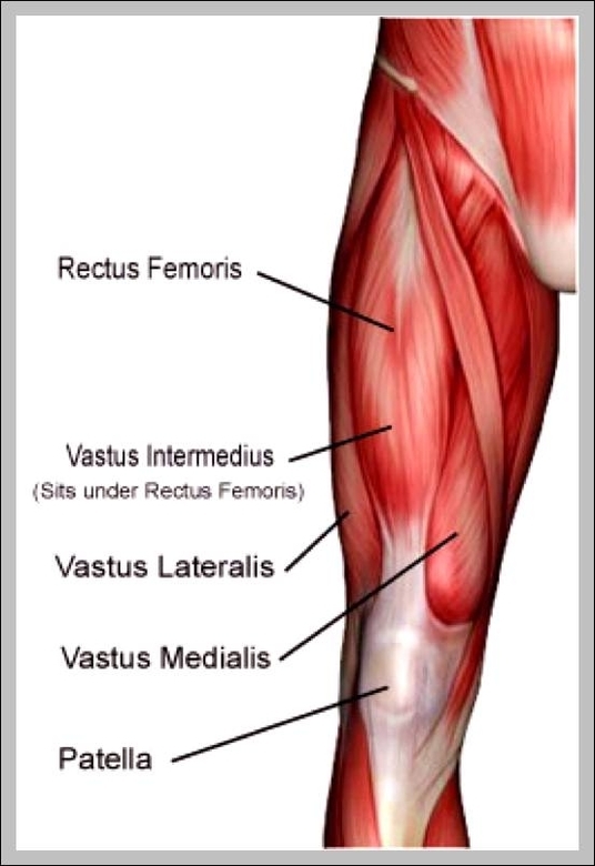 rectus muscle