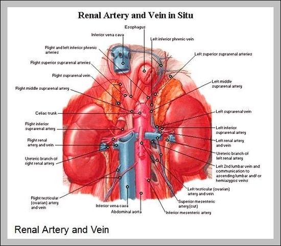 renal arteries