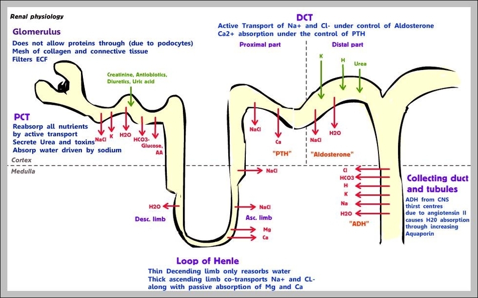 renal system physiology