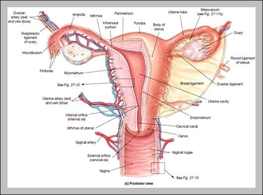 reproductive organs