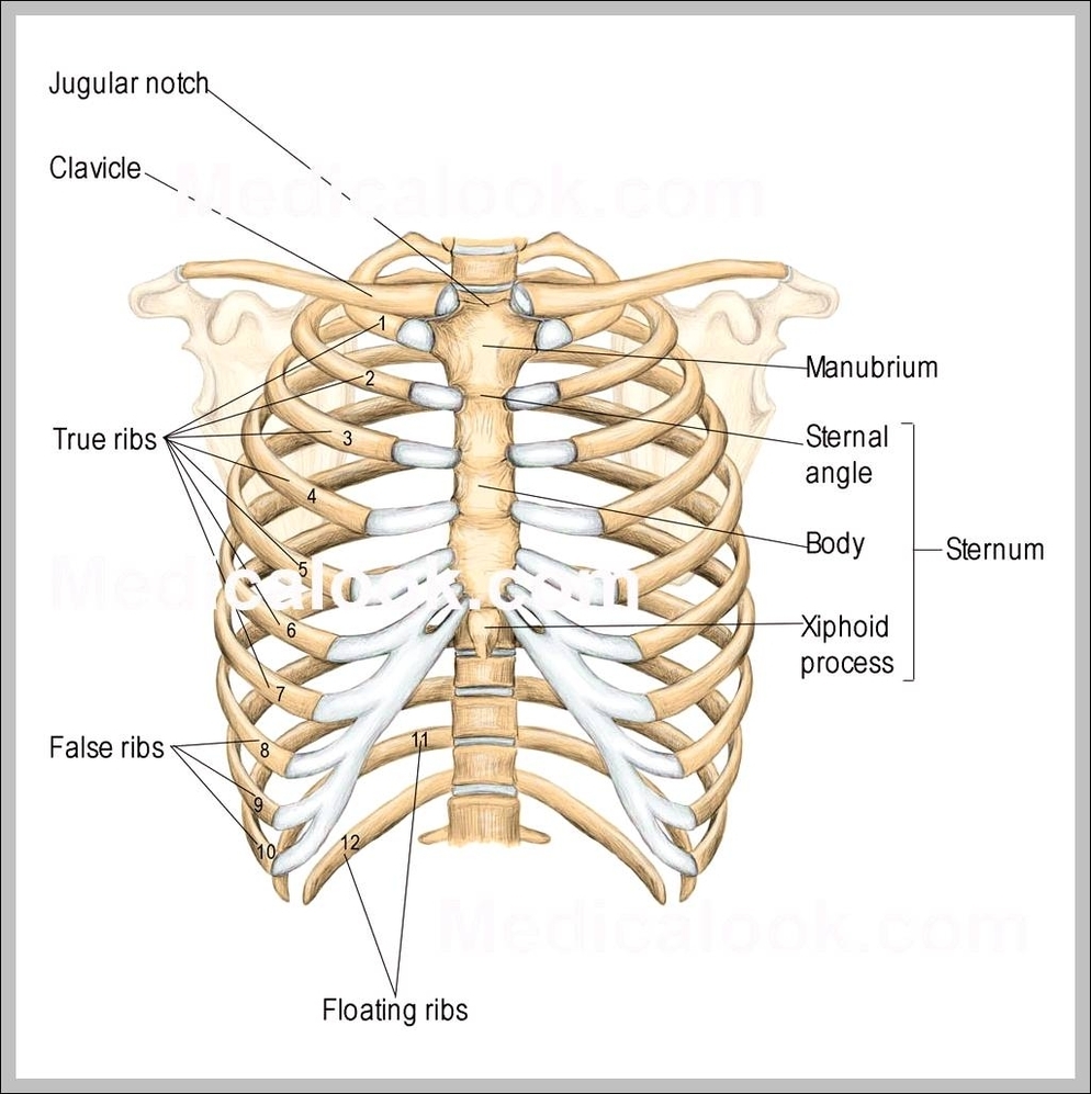 rib cage anatomy
