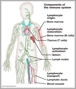 lymph node chart – Graph Diagram